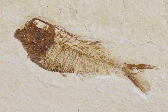 Diplomystus Fossil Fish - Wyoming #103950